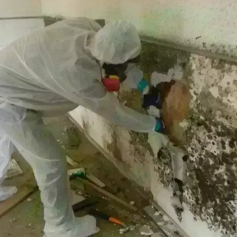 Mold Remediation and Removal in Conway, MA